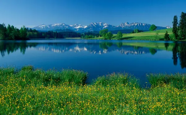 Schwaltenweiher Lake Ostallgau Spring Meadow White Mountains — Stock Photo, Image