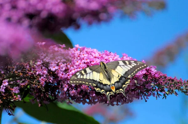 Метелик Літньому Бузковому Кущі Або Бузковому Списі Ластівчине Папіліо Махаон — стокове фото