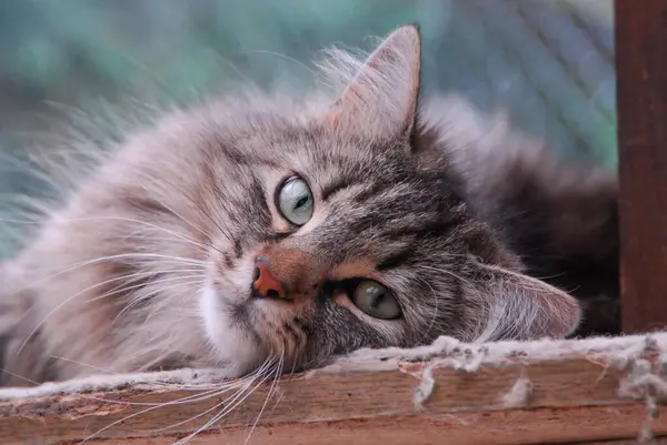Kot Domowy Tabby Portret Kot Wildcat Felis Silvestris Forma Catus — Zdjęcie stockowe