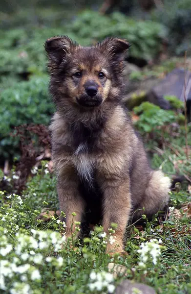 Puppy German Shepherd Border Collie Mix Female Weeks Old — Stock Photo, Image