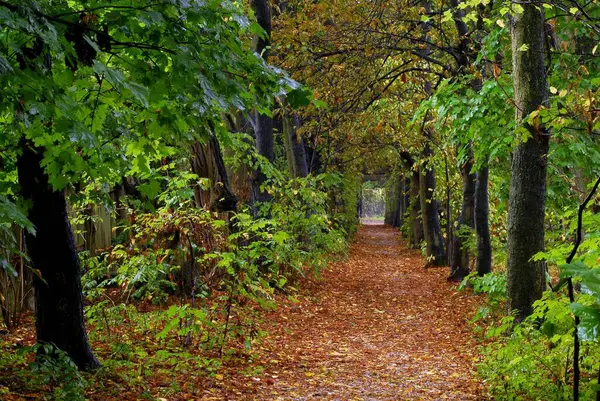 Irrhain Langer Çetesi Sonbaharda Nuremberg Kraftshof Park Parklar Yol Bulvar — Stok fotoğraf