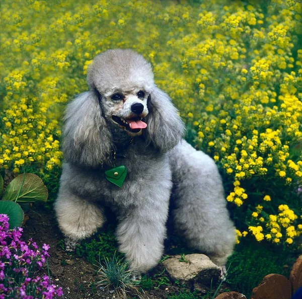 Grauer Pudelhund Auf Naturhintergrund — Stockfoto