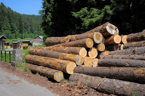 Leesett Fatörzsek Egy Erdei Ösvényen Közel Fekete Erdőhöz — Stock Fotó
