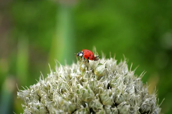 Soğan Çiçeğinin Üzerindeki Uğur Böceği Asyalı Dişi Böcek Harmonia Axyridis — Stok fotoğraf