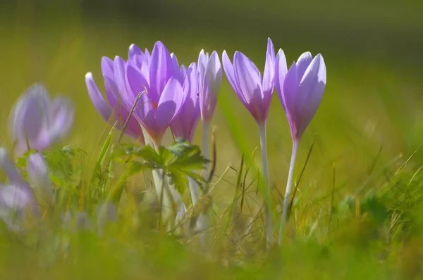 Floraison Crocus Automne Dans Prairie — Photo