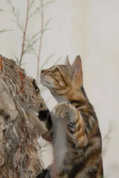 年轻的家猫Tortie Tabby White爬上一棵树 Dodecanese Greece Kitten Black Tortie Tabby Torbie — 图库照片