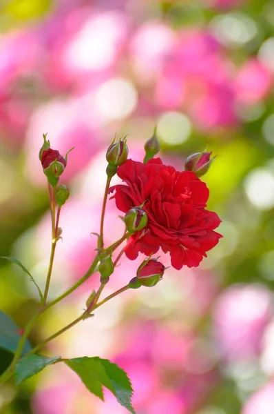 Wspinaczka Róża Strombergzauber Widok — Zdjęcie stockowe