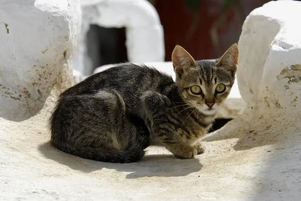 Młody Kotek Domowy Makrela Szara Między Wybielonymi Kamieniami Tinos Island — Zdjęcie stockowe
