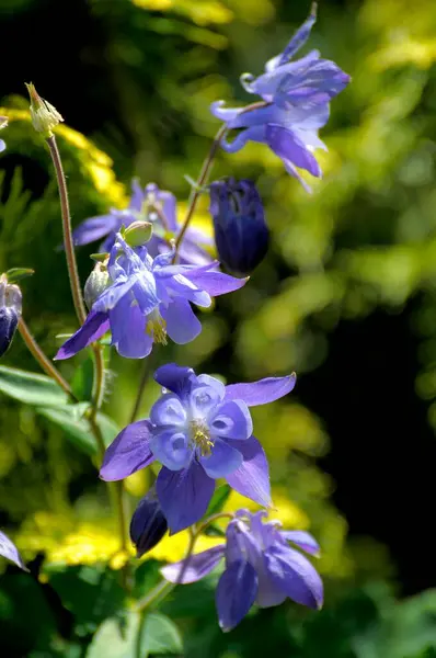Синій Колумбійський Цвітіння Саду Європейська Колумбіна Aquilegia Vulgaris — стокове фото