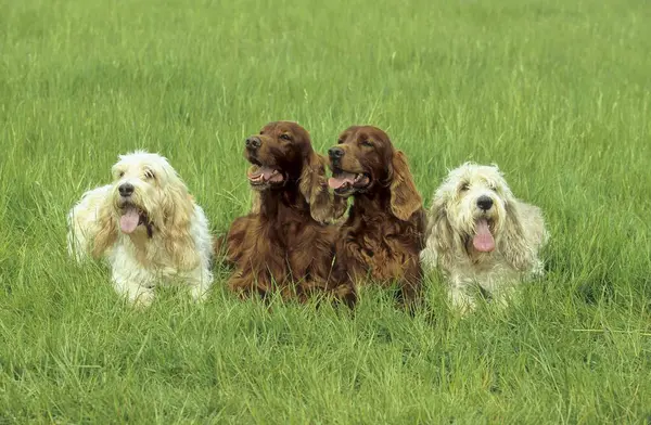 Крупним Планом Великий Бассет Гріффон Вендеен Ірландські Собаки Сеттер Зеленій — стокове фото