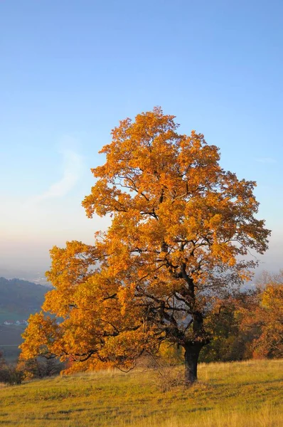 Peyzaj Sonbaharda Swabian Alb Oak Ağacı — Stok fotoğraf