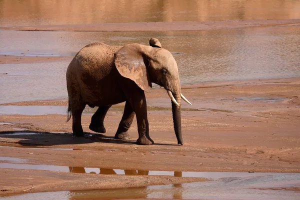 Afrikansk Elefant Loxodonta Africana Vid Floden Elephant — Stockfoto