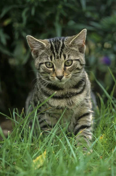 Domácí Kočka Pózující Letní Zahradě — Stock fotografie