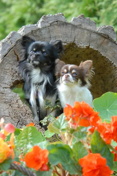 Two Chihuahua, males, longhair, tricolour and chocolate tan with white, side by side in a hollow log, FCI Standard No. 218, two Chihuahua, long-coated, side by side in a hollow domestic dog (canis lupus familiaris)