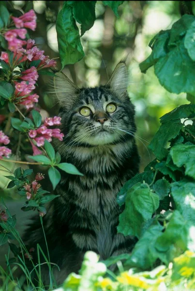 Jonge Maine Coon Kitten — Stockfoto