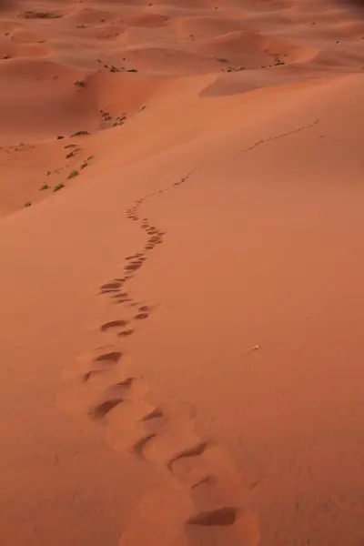 Tracks Sand Erg Chebbi Sahara Morocco — Stock Photo, Image
