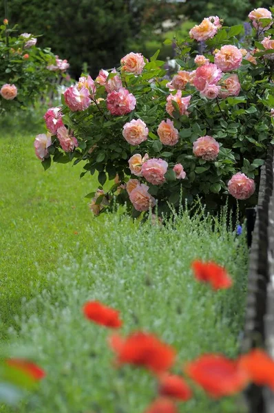 Кустарниковые Розы Саду Розовые Апельсиновые Цветы Розовый Сад Обердердингене — стоковое фото