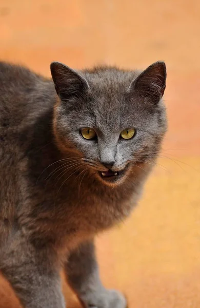 회색의 고양이 카르투시안 고양이 짧은머리 Bkh 정원에서 짧은머리 — 스톡 사진