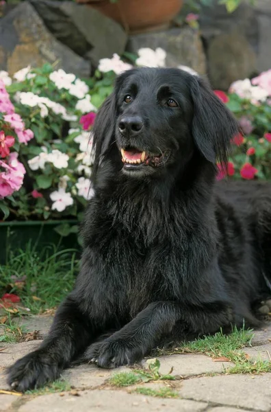 Close-up view of Hovawart dog on the flower background