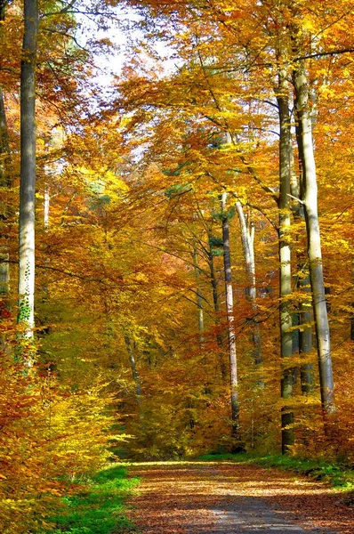 Barevné Šaty Podzim Krásný Podzimní Les — Stock fotografie