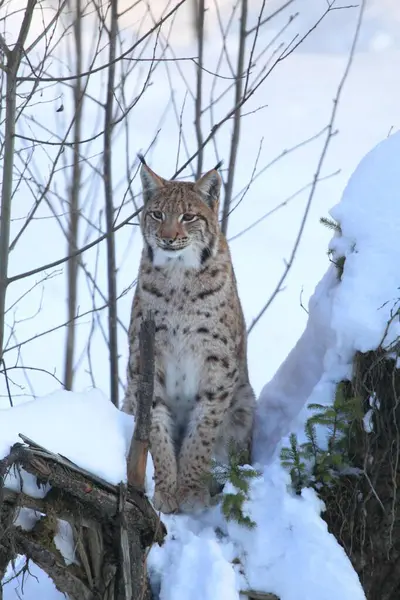 Eurasian Lynx Lynx Lynx Snow Lynx Snow — Stock Photo, Image