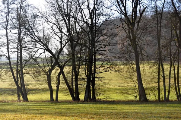 秋の終わりに流れるオルダーの木 モールブロン シュナイツ近く — ストック写真