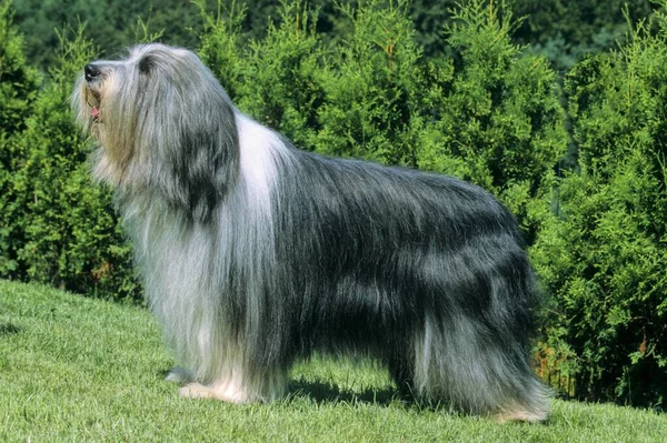 Bearded Collie herding dog and cattle dog, Bearded collie sheepdog and cattledog