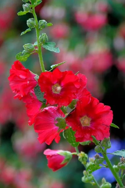 Hollyhock Fleurs Rouges Dans Jardin Hollyhock Hollyhock Mauve Rose Des — Photo