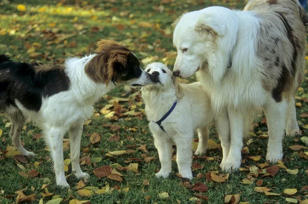クロムフランダーとオーストラリアのシェパード犬のクローズアップビュー — ストック写真