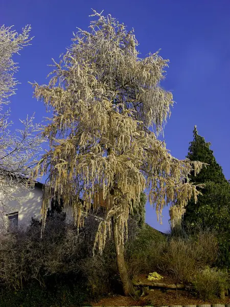 Перша Калюжа Гілках Дерев Зимові Пейзажі — стокове фото