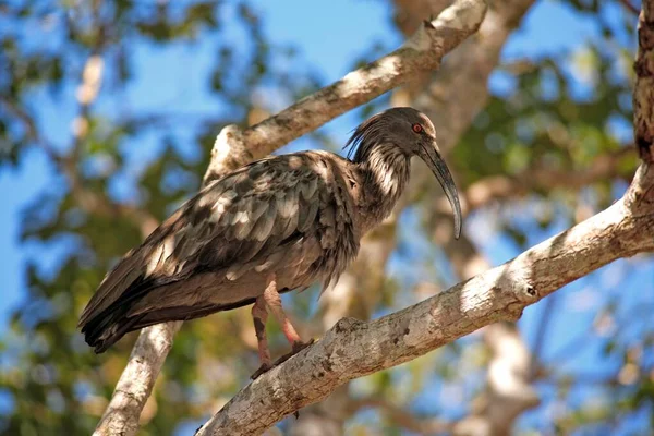 Plumbeous Ibis Theristicus Caerulescens Pantanal Brasilien Erwachsene Auf Baum Plumberus — Stockfoto