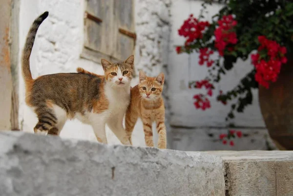 Młody Kociak Domowy Matką Stojący Obok Siebie Tinos Island Cyklady — Zdjęcie stockowe