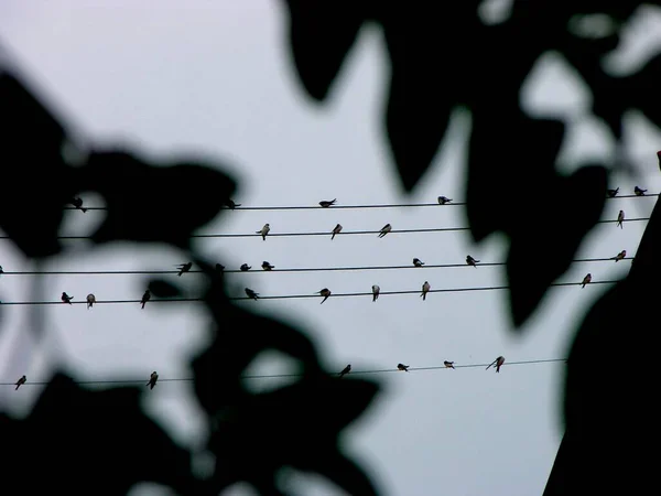 Havalanan Göçmen Kuşların Önünde Güç Hatlarında Toplanan Kırlangıçlar — Stok fotoğraf