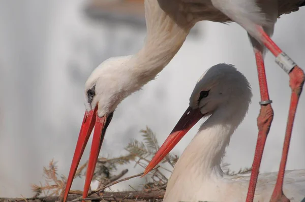 White Stork Building Nest Stork Couple Nest — Stock Photo, Image
