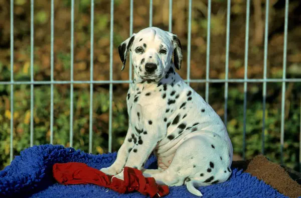 Close View Little Dalmatian Puppy — Stock Photo, Image