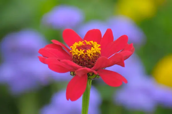 ジニア ジニアヴァイオレシア は庭に花を咲かせています ジニア — ストック写真
