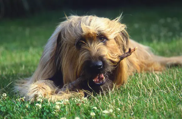 純血犬の肖像画 動物概念 — ストック写真