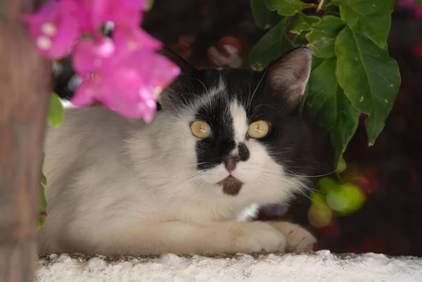 Domestic cat, Black and White, resting on a wall, peering from behind blossoms of Bougainvillea, Greece, Dodecanese Island