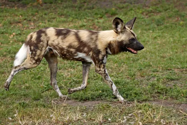 African Wild Dog running in the park