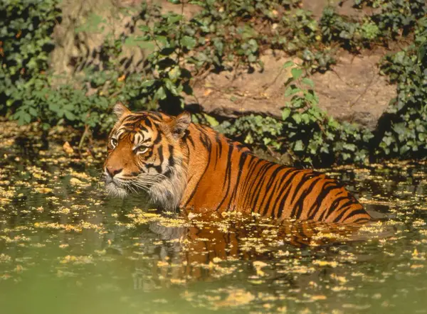 Tigre Sumatra Panthera Tigris Sumatrae Tigre Sumatra —  Fotos de Stock