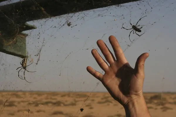 Djoudj Ulusal Parkı Senegal Afrika Dev Örümcekler — Stok fotoğraf