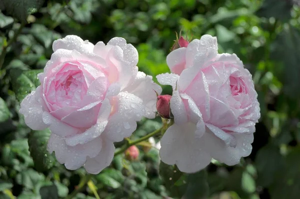 Anglická Růže Zahradě Kvetla Kapkami Deště — Stock fotografie