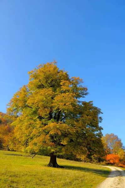 Peyzaj Swabian Alb Sonbaharda Kireç Ağacı Kırsal Şerit — Stok fotoğraf