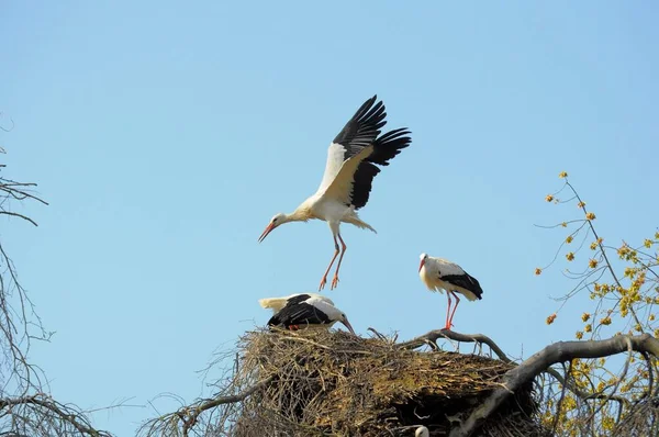 White Stork Flight Group White Storks Tree — Stock Photo, Image