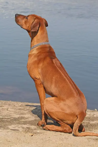 Porträt Eines Hundes Sitzt Wasser — Stockfoto