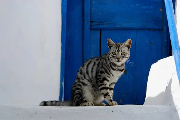 Kot Domowy Srebrny Tabby Siedzi Przed Niebieskimi Drewnianymi Drzwiami Wyspa — Zdjęcie stockowe
