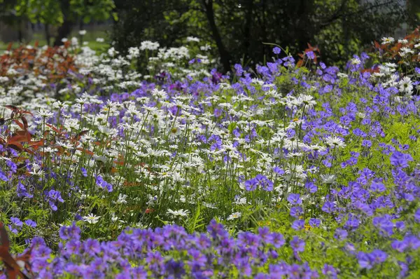 Äng Marguerite Gråtande Blommor Trädgård Geranium Hybrid — Stockfoto