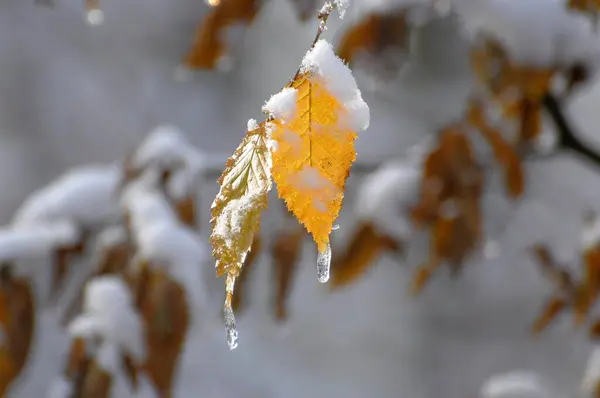 山毛榉叶 冬季雪地落叶林 — 图库照片
