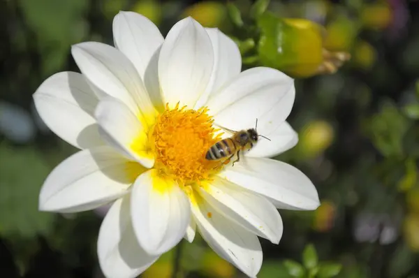 Einzelblütige Dahlie Garten Mit Biene Weiße Dahlie — Stockfoto