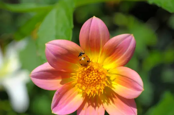 Katicabogár Dahlia Virág — Stock Fotó